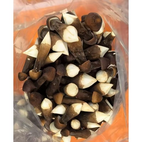 黑松茸